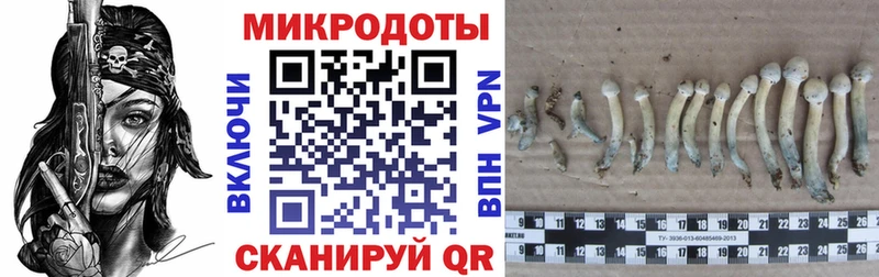 Псилоцибиновые грибы Psilocybe  Кашира 